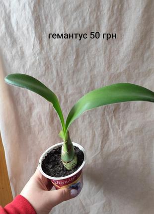 Гемантус, гемантус білоквітковий