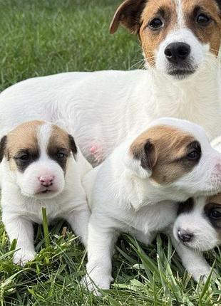 Щенки джек рассел терьер