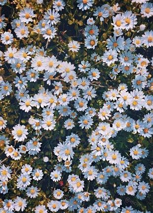 Алмазна мозаїка "ромашкове поле" y0039 yargo