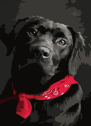Картина по номерам "чёрный лабрадор" dy061 yargo