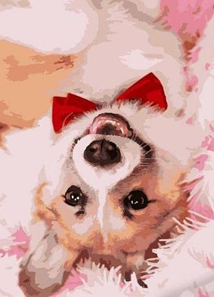 Картина по номерам "корги с галстуком" hh012 yargo