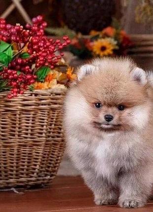 Алмазная мозаика песик возле корзины 30х40 см heg87073 yargo