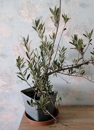 Самовывоз комнатная (карликовая) оливка, оливковое дерево