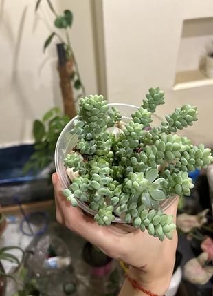 Сукуленти седум sedum burrito 2