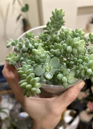 Сукуленти седум sedum burrito