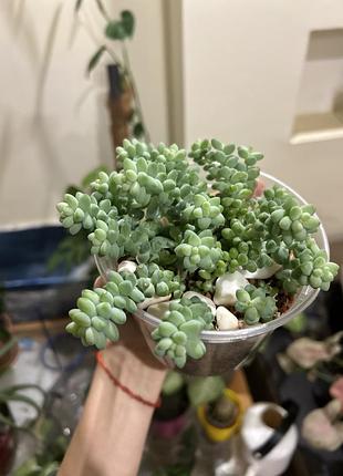 Сукуленти седум sedum burrito 4