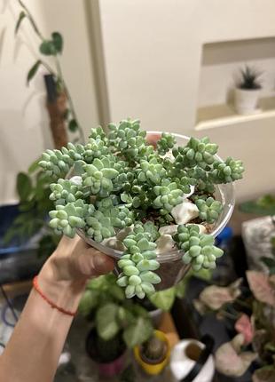 Сукуленти седум sedum burrito 3