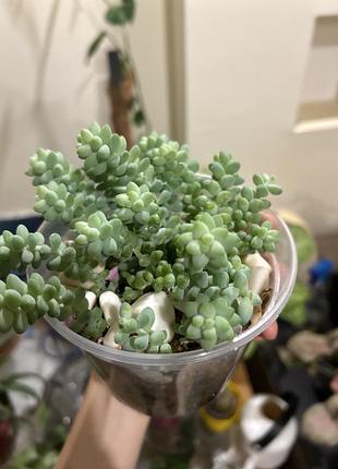 Сукуленти седум sedum burrito 6