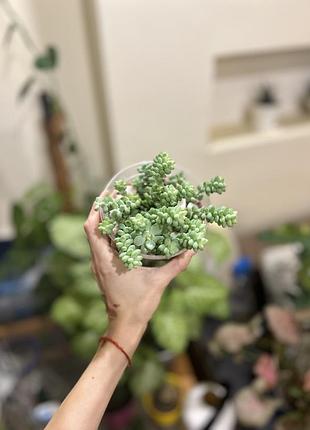 Сукуленти седум sedum burrito 8