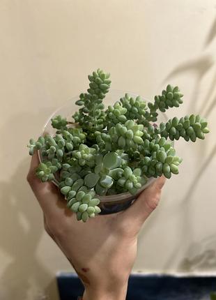 Сукуленти седум sedum burrito 7