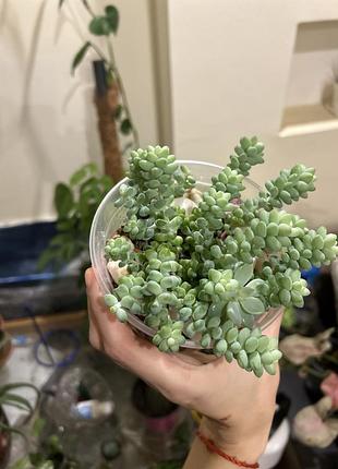 Сукуленти седум sedum burrito 5