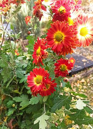 Куст хризантемы высокорослой