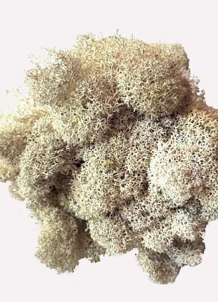 Стабилизированный мох белый ягель норвежский 500 г green ecco moss