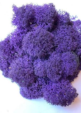 Стабилизированный мох фиолетовый ягель норвежский 500 г green ecco moss