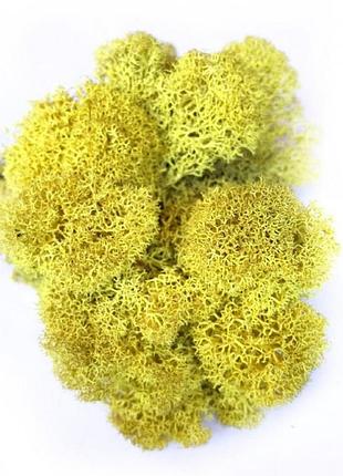 Стабилизированный мох желтый ягель норвежский 100 г green ecco moss