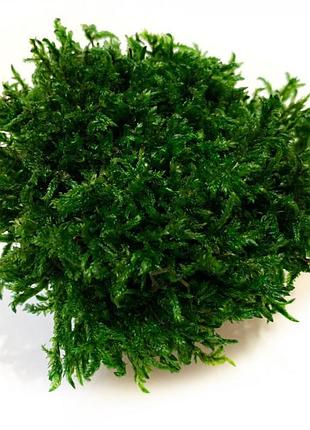 Стабилизированный мох прованс обыкновенный 500 г green ecco moss
