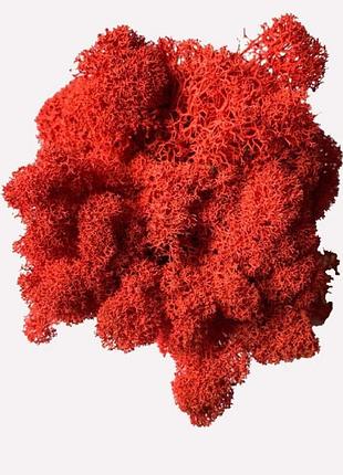 Стабилизированный мох красный ягель норвежский 1 кг green ecco moss