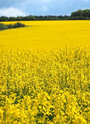 Фотосетка рулонная для забора и беседки, код150
