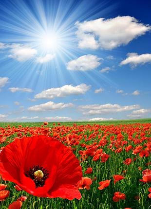 Фотосетка рулонная для забора и беседки, код128