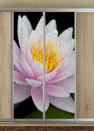 Наклейка для шкафа-купе 220 х 60 см на 2  двери  водяная лилия (бп_а_fl10853)