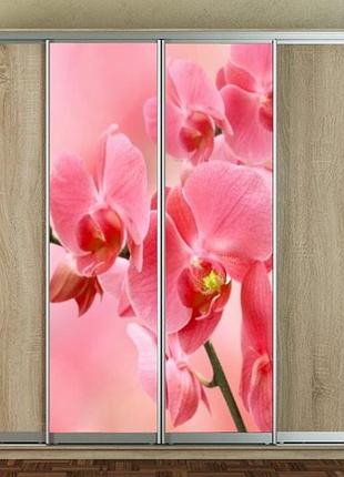 Наклейка на шкаф-купе 220 х 60 см на 2 двери орхидеи (бп_а_fl101008)