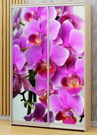 Наклейка на шкаф-купе 220 х 60 см на 2 двери орхидеи (бп_а_fl13685)