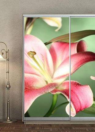 Наклейка на шкаф-купе 220 х 102 см на 2 двери лилия (бп_а_fl12931)