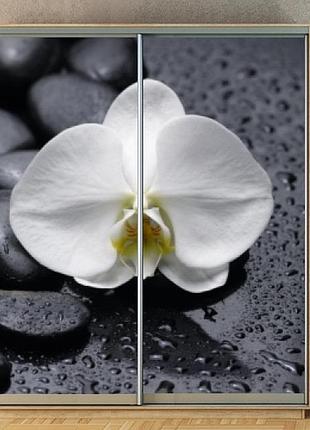 Наклейка на шкаф-купе 220 х 102 см на 2 двери орхидея (бп_а_fl101690)