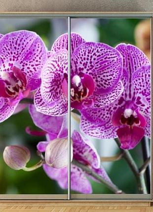 Наклейка на шкаф-купе 220 х 102 см на 2 двери орхидеи (бп_а_fl13443)