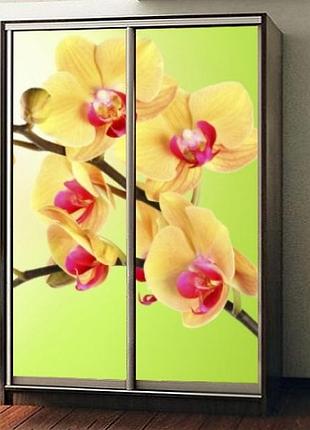 Наклейка на шкаф-купе 220 х 74 см на 2 двери ветка орхидеи (бп_а_fl12068)