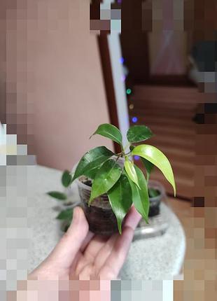 Саджанці фікуса бенджаміну