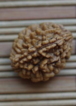 Рудракша двуликая. 2 лика шива-шакти . длина 32 мм индия