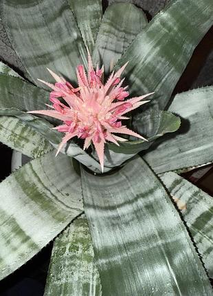 Ехмея смугаста/блискуча