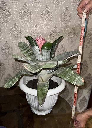 Ехмея смугаста/блискуча 3