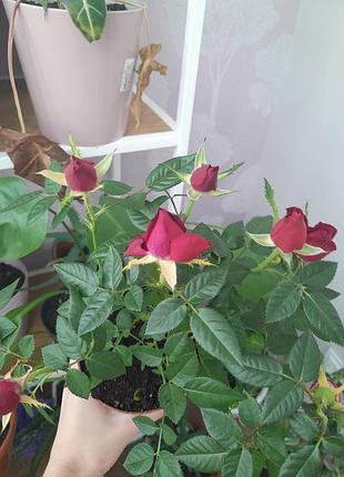 Вазон кімнатна троянда