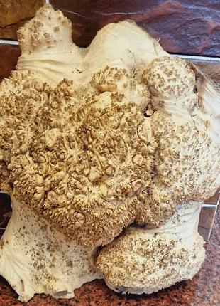 Кап клена американський