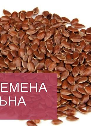 Насіння льону 2