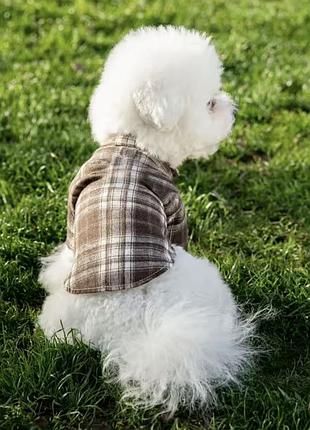 Фланелева картата сорочка в шоколадному кольорі для собак дрібних порід