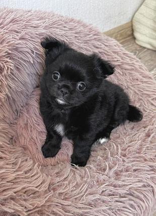 Цуценя чіхуахуа хлопчик чорний довгошерстий