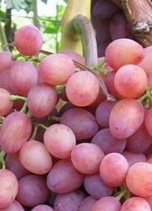 Укорененные живцы винограда сорта кошмис лучистый (безнасенный) в п9л