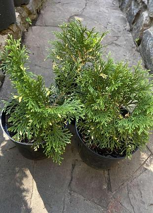 Туя западная smaragd variegata с2л.