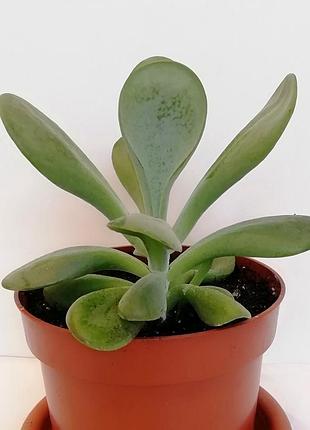 Каланхое орикула (kalanchoe oricula) 2