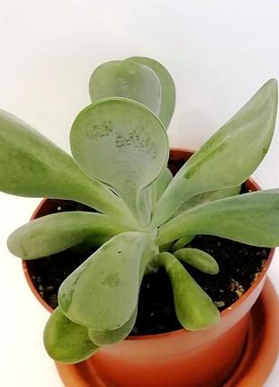 Каланхое орикула (kalanchoe oricula) 3