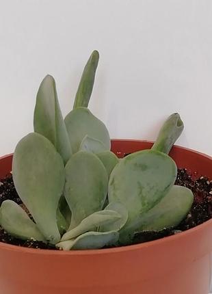Каланхое орикула (kalanchoe oricula) 4