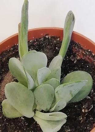 Каланхое орикула (kalanchoe oricula) 5