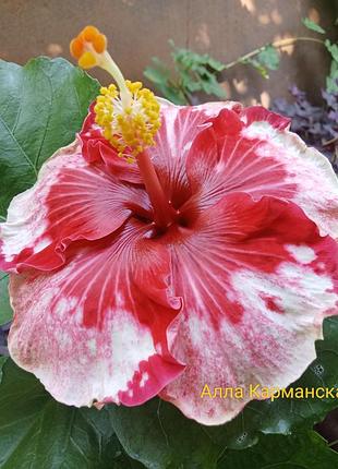 Гібіскус, китайська роза