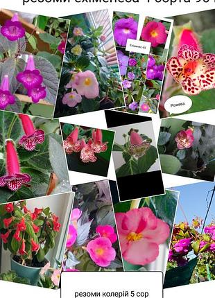 Кімнатні рослини