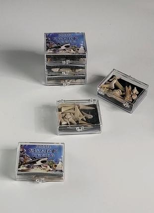 🦈 fossil shark teeth - набор с окаменелыми зубами акул (оригинал puka creations)