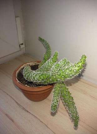 Кактус маммилярия удлинённая