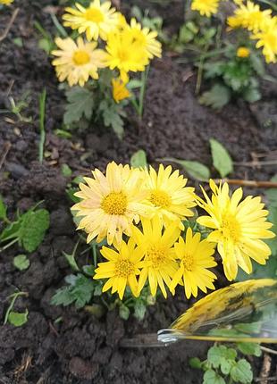 Хризантеми мультифлора 2
